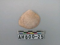 藏品(貝類)的圖片